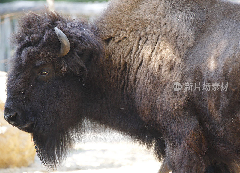 在动物园-森林野牛(bison bison athabascae)